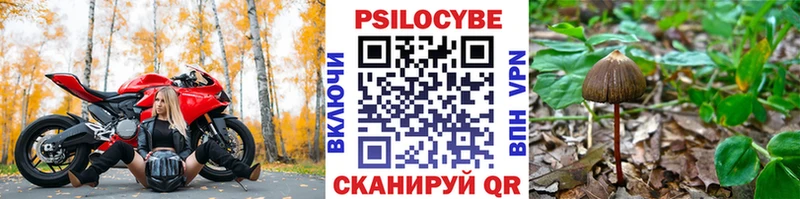 Галлюциногенные грибы Psilocybine cubensis  OMG ссылка  Полесск 